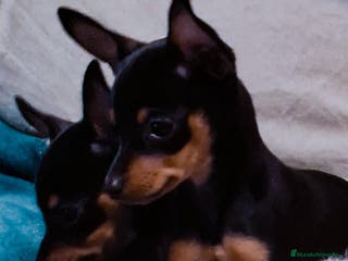 Ratón de Praga perros Ratón de Praga - Anuncio 1