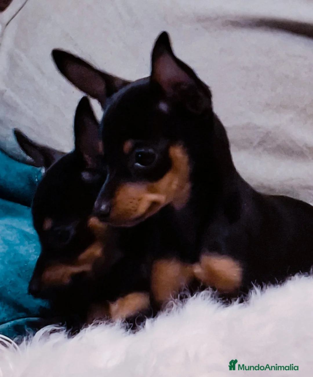 Ratón de Praga perros en venta: Ratón de Praga  - Anuncio 1