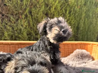 Schnauzer Miniatura perros SCHNAUZER MINI SAL Y PIMIENTA - Anuncio 7