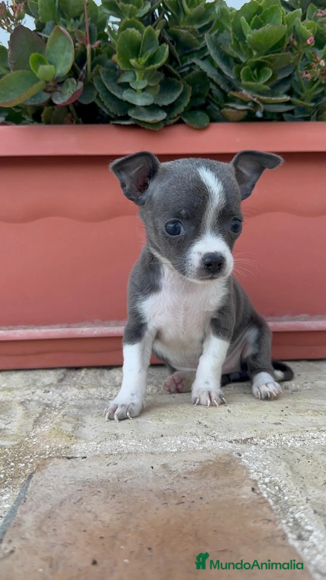 Chihuahua perros en venta: CHIHUAHUA BLUE HEMBRA - Anuncio 2
