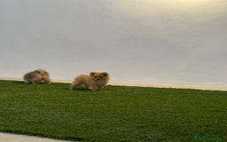 Pomerania perros en venta: Pomeranias con cara de zorrito  - Imagen 2