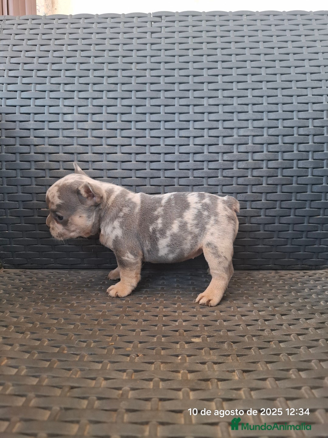 Bulldog Francés perros en venta: Cachorras de bulldog - Imagen 4