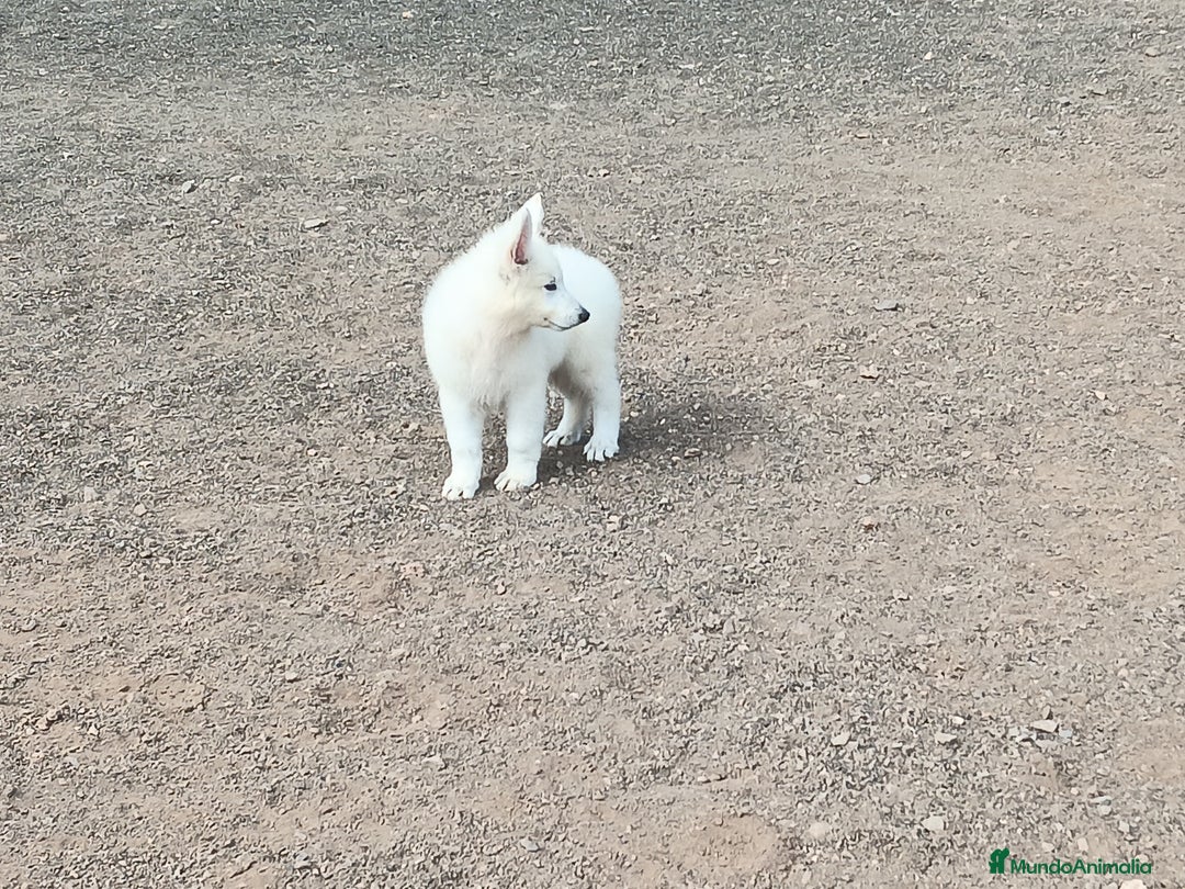 Pastor Blanco Suizo perros en venta: Pastor Blanco Suizo  - Anuncio 18