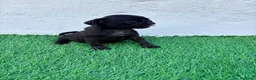 Carlino - Pug perros en venta: Carlino - Pug - Anuncio 3