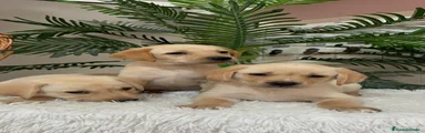 Labrador Retriever 1