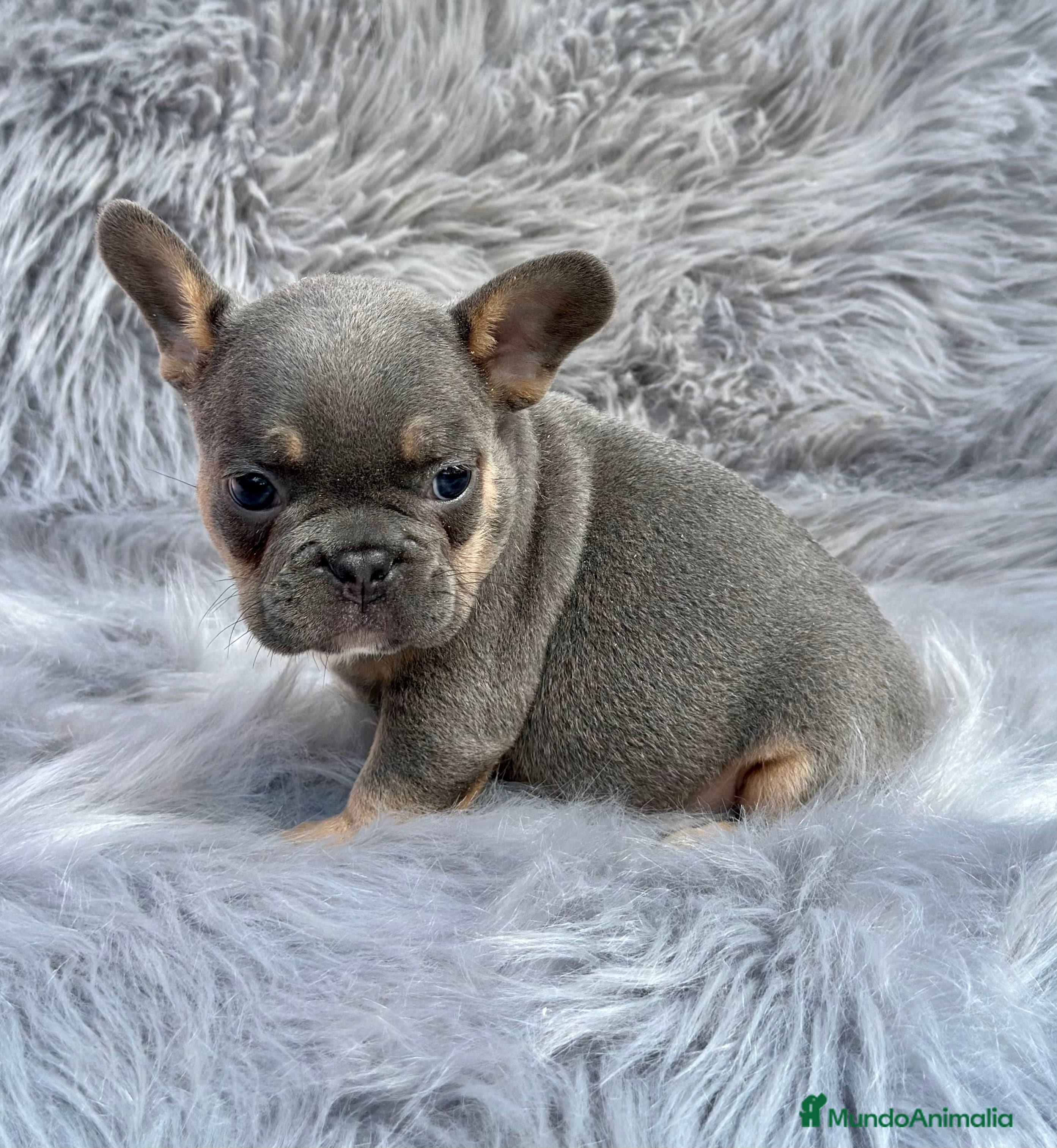 Bulldog Francés perros BULLDOG FRANCÉS BLUE TAN DISPONIBLES en Barcelona - Anuncio 30