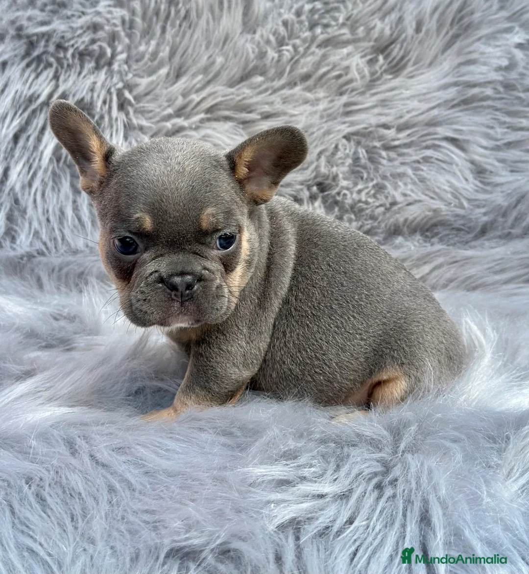 Bulldog Francés perros en venta: BULLDOG FRANCÉS BLUE TAN DISPONIBLES en Barcelona - Anuncio 1