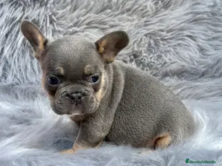 Bulldog Francés perros BULLDOG FRANCÉS BLUE TAN DISPONIBLES en Barcelona - Anuncio 4
