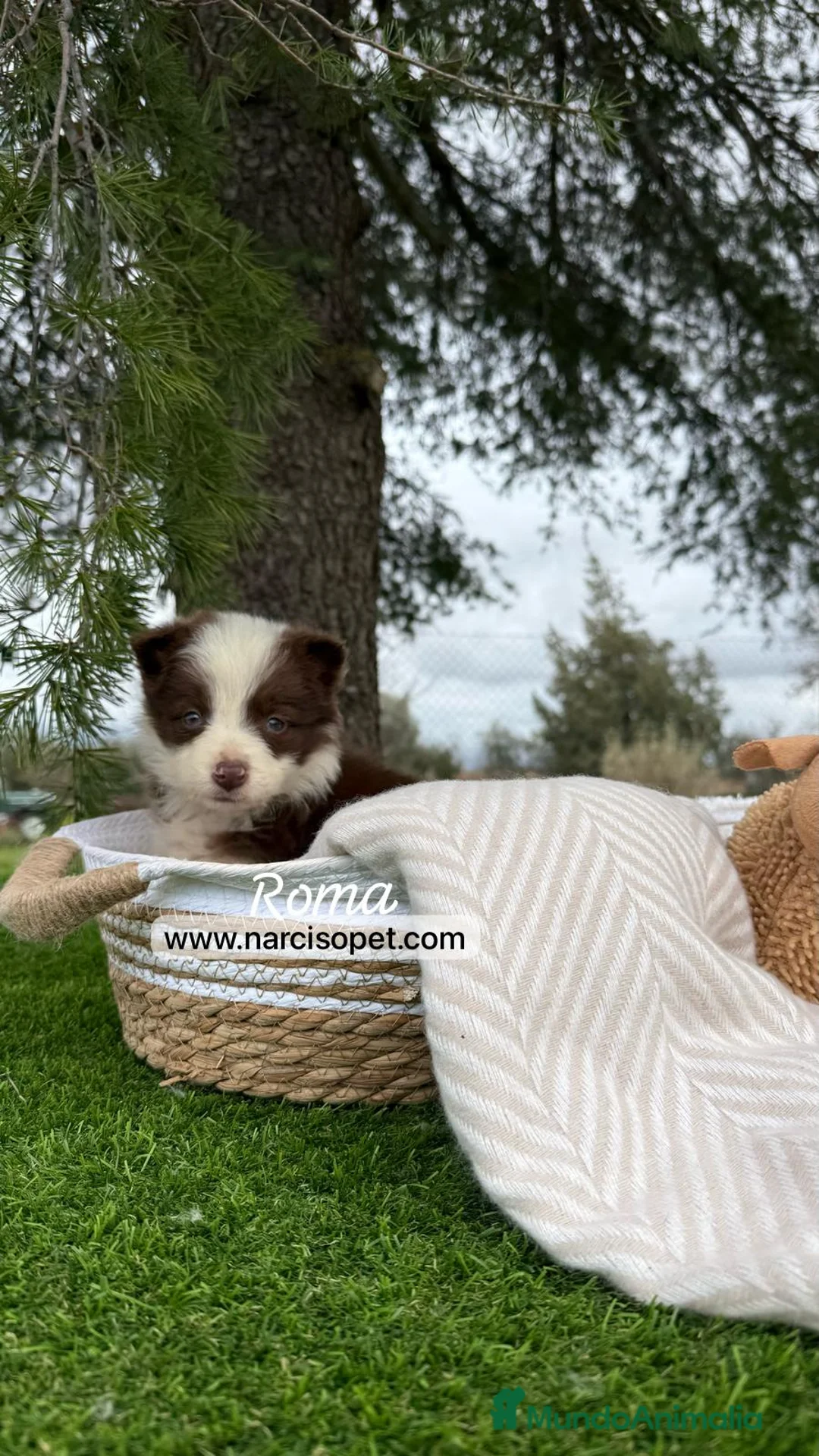 Border Collie perros en venta: PEQUEÑOS BORDER COLLIE CHOCOLATE en Asturias - Anuncio 6