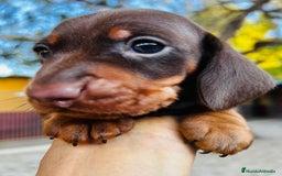 Teckel Miniatura perros en venta: Teckel Canichen Campeón del Mundo - Imagen 2