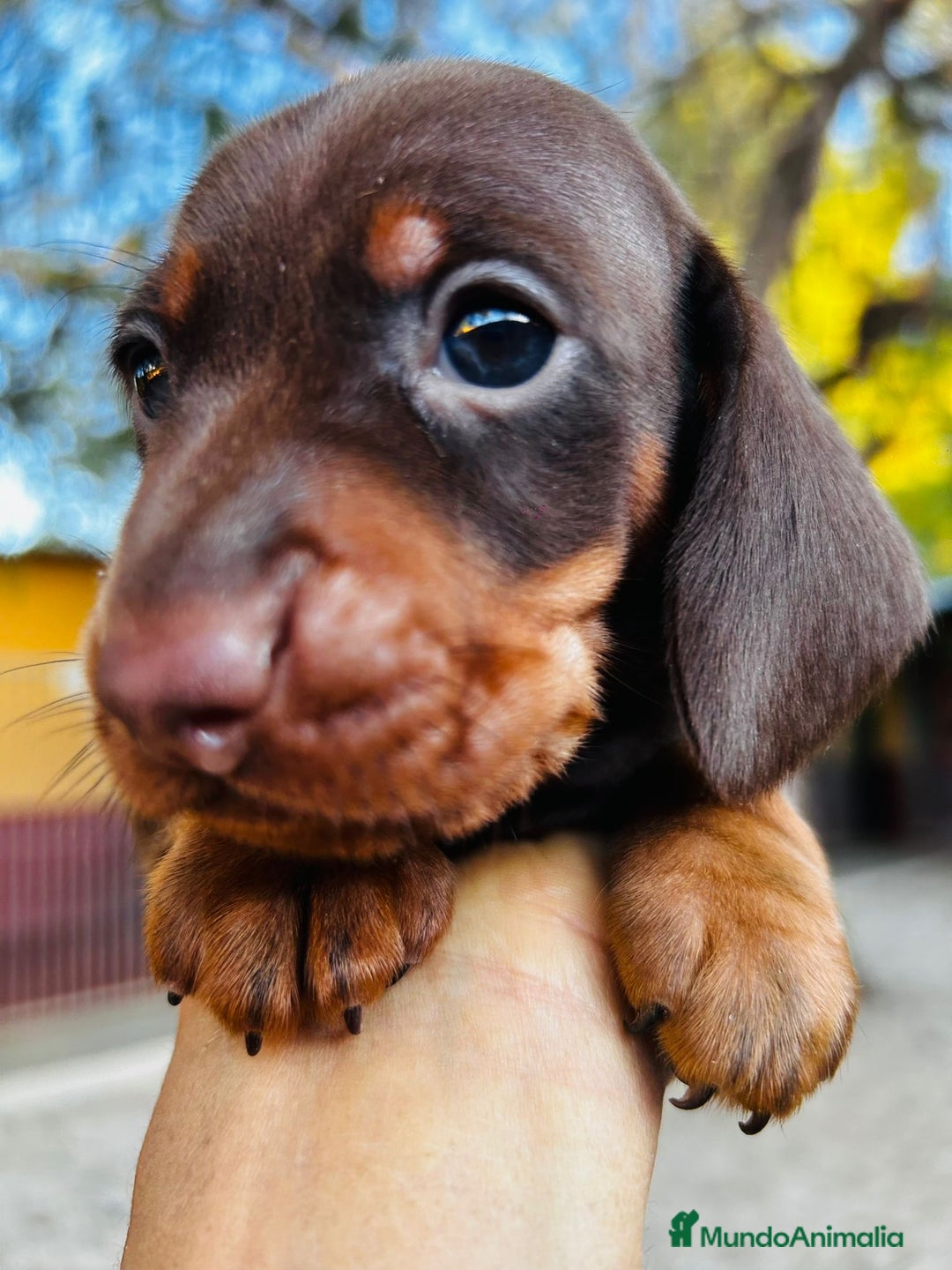Teckel Miniatura perros en venta: Teckel Canichen Campeón del Mundo - Imagen 2