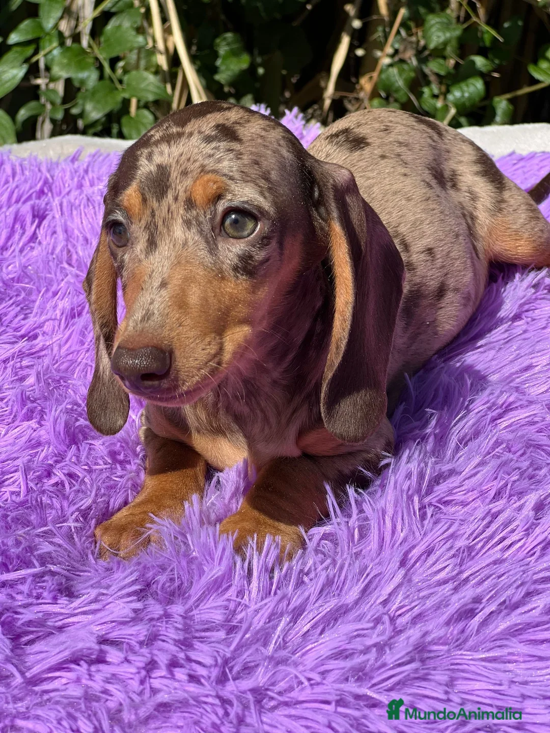 Teckel Miniatura perros en venta: Teckel miniatura  - Anuncio 3