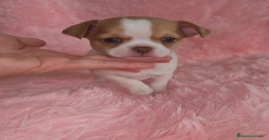 Chihuahua perros - Anuncio 13