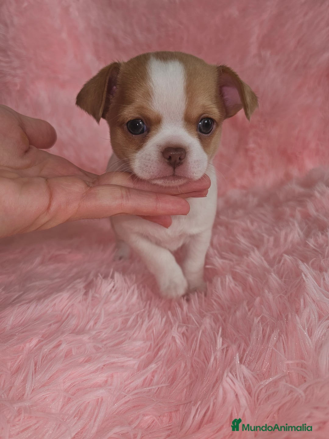 Chihuahua perros en venta: Chihuahua miniatura  - Imagen 2