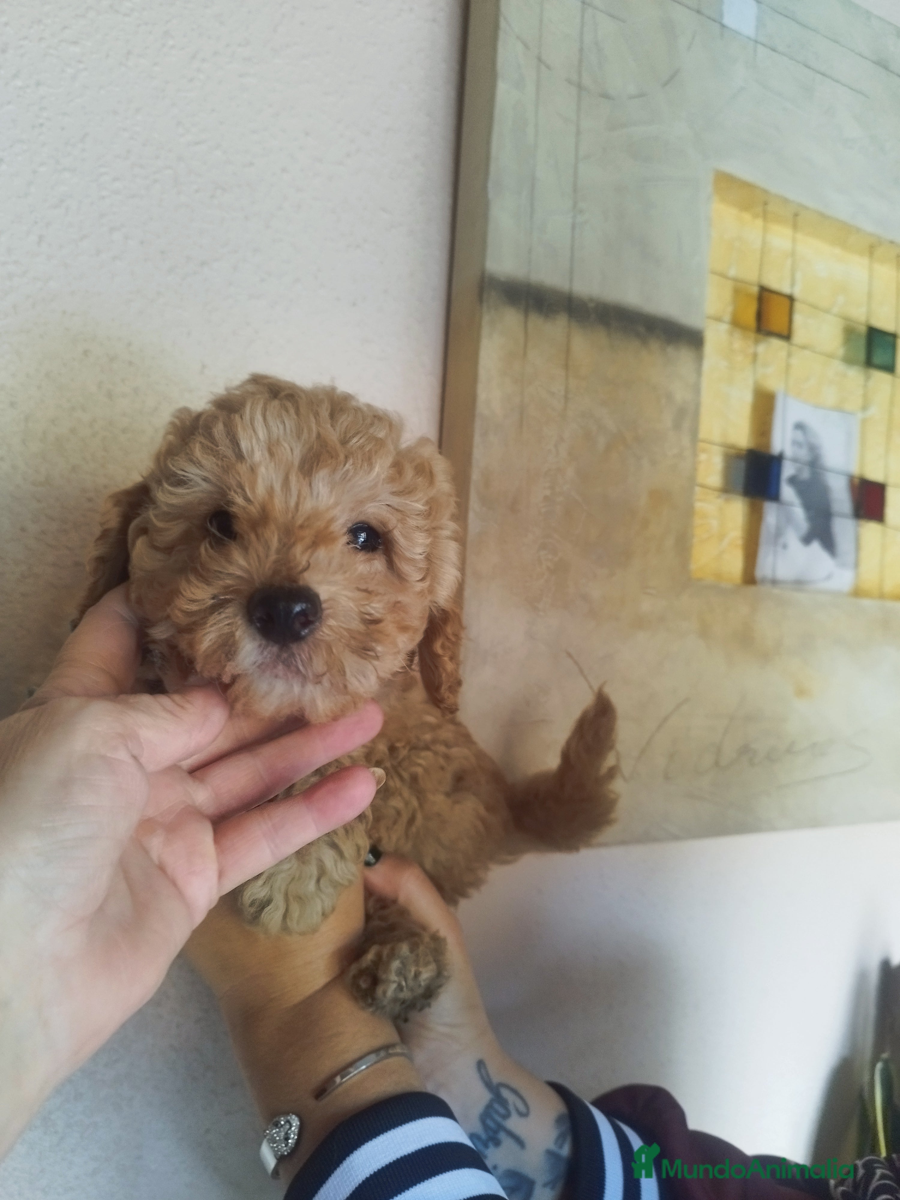 Caniche Toy perros CANICHES CREMA EXCLUSIVOS - Anuncio 4