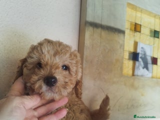 Caniche Toy perros CANICHES CREMA EXCLUSIVOS - Anuncio 1