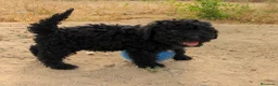 Perro de Agua Español perros en venta: Preciosos cachorros de Perro de Agua - Anuncio 8