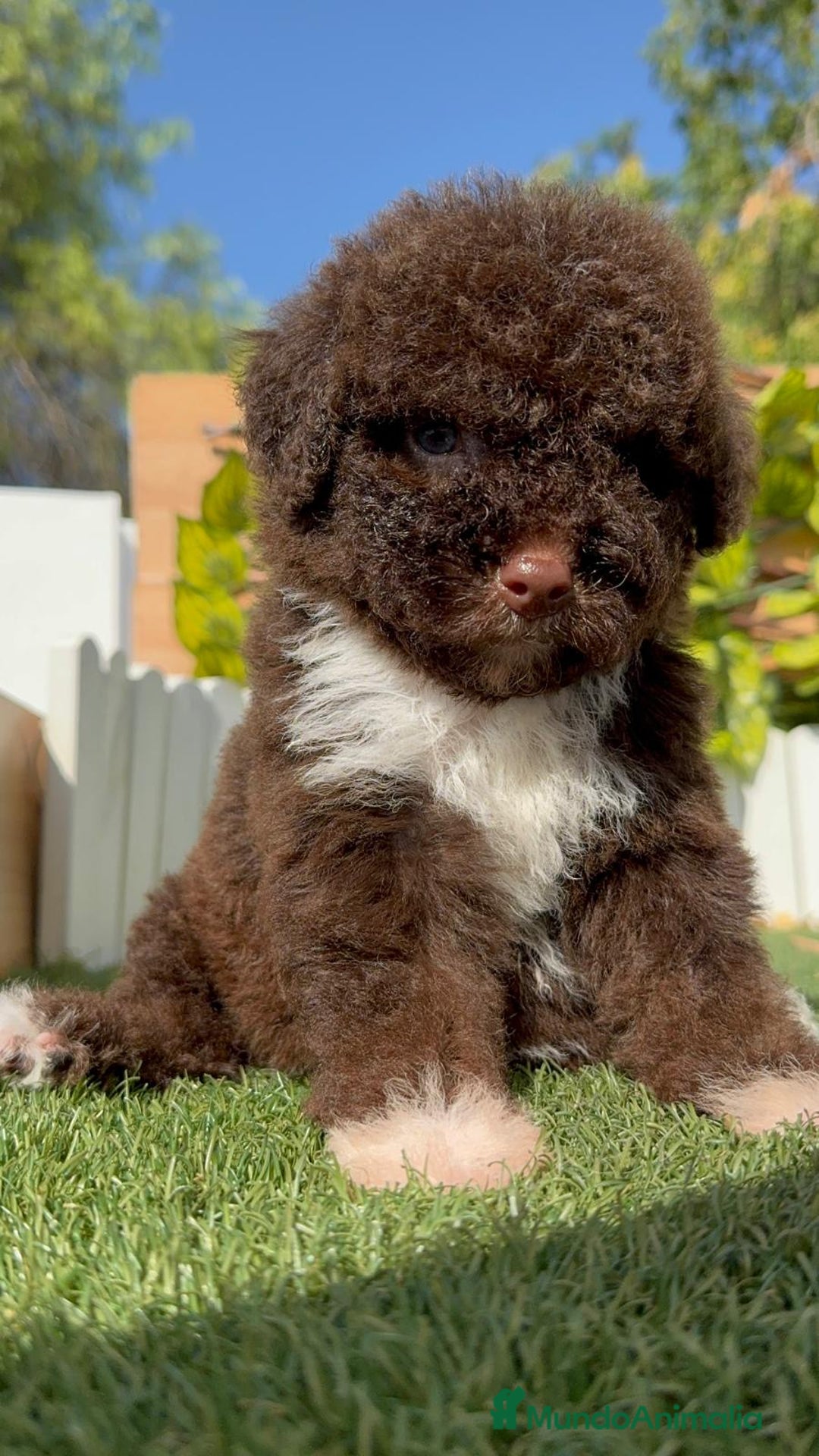 Perro de Agua Español perros en venta: PERRO DE AGUA HEMBRA - Imagen 3