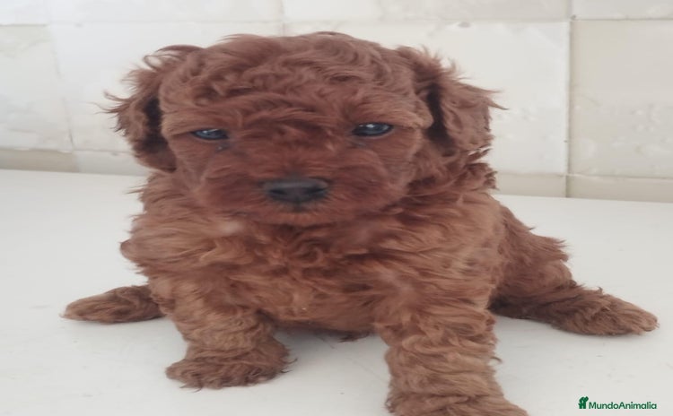Caniche Toy perros - Anuncio 1