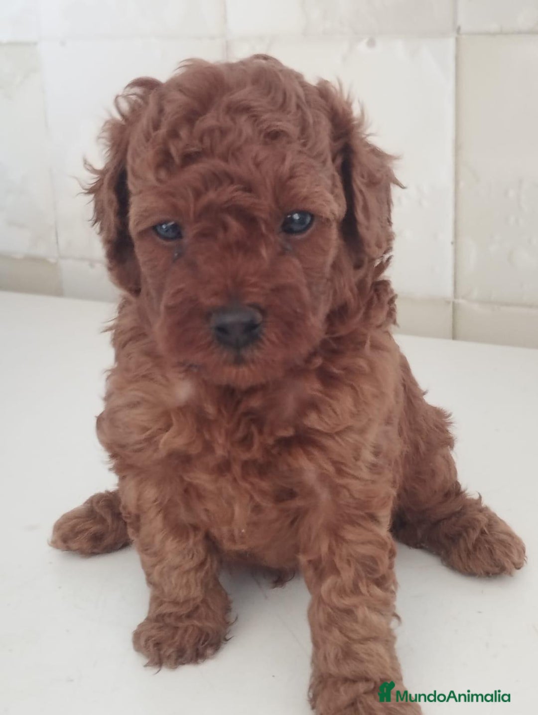Caniche Toy perros en venta: Adorable bebé de Caniche Rojo Toy - Imagen 1