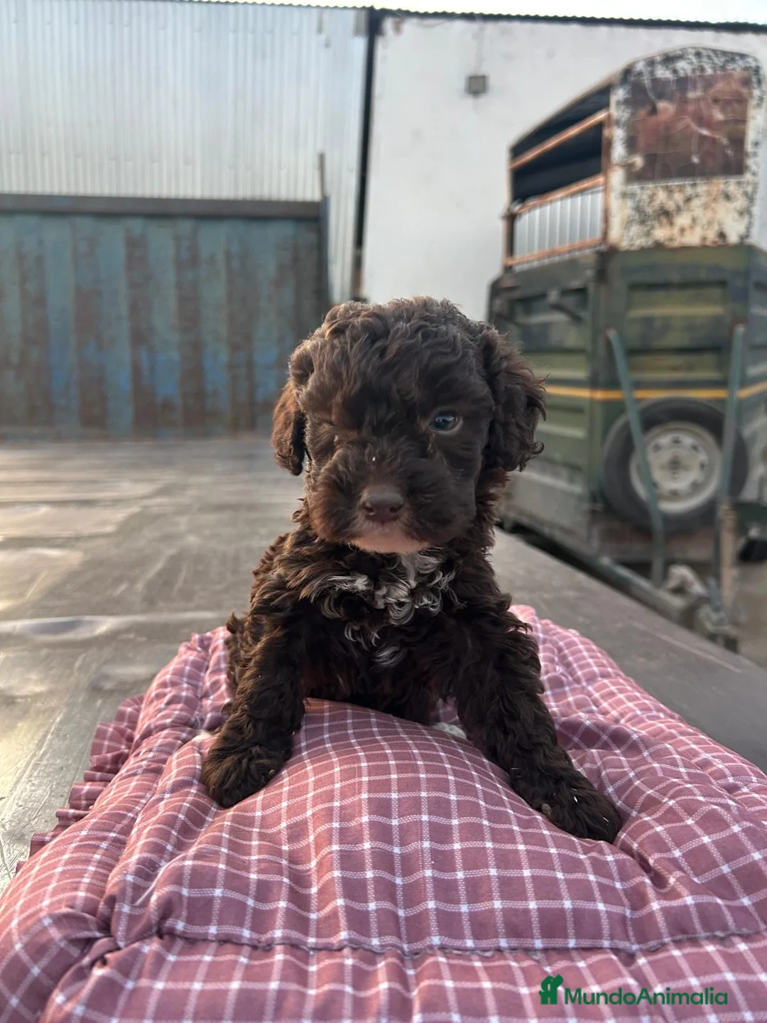 Perro de Agua Español perros en venta: Cachorros de perro de agua Español  - Anuncio 2