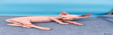 Sphynx Gatito 4
