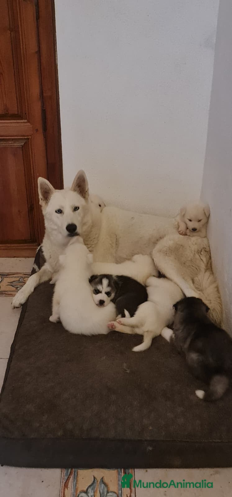 Husky Siberiano perros Cachorros preciosos husky siberiano - Anuncio 2