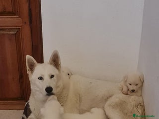 Husky Siberiano perros Cachorros preciosos husky siberiano - Anuncio 2