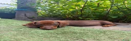 Teckel Miniatura perros en venta: TECKEL CHOCOLATE MINIATURA  - Anuncio 3