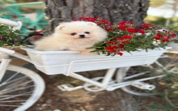Pomerania perros en venta: Pomerania Hembra busca famila !!!!  - Imagen 4