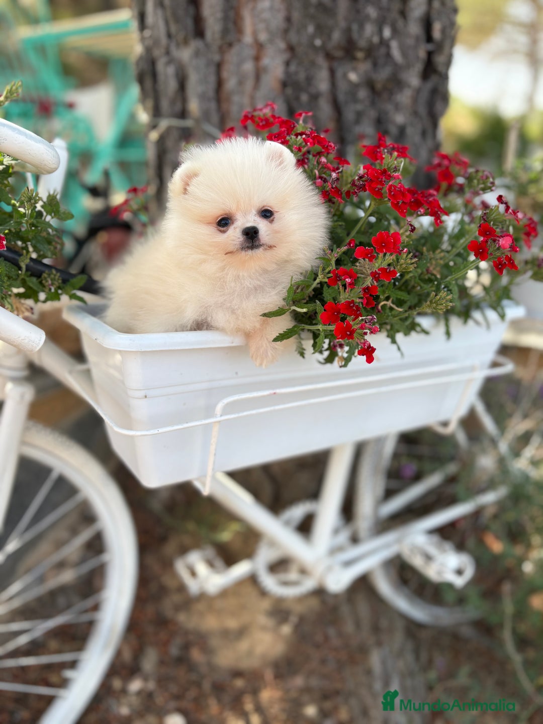 Pomerania perros en venta: Pomerania Hembra busca famila !!!!  - Imagen 4