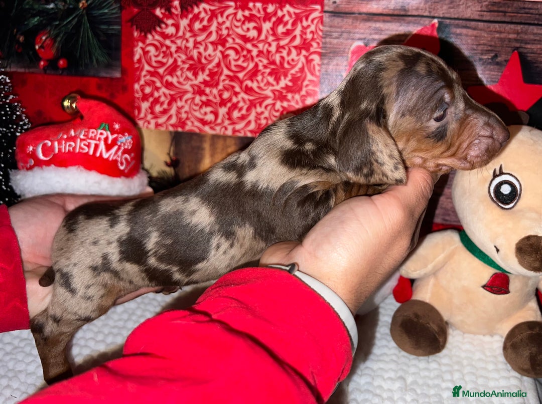 Teckel Miniatura perros en venta: TECKEL ARLEQUÍN MINIATURA - Anuncio 1