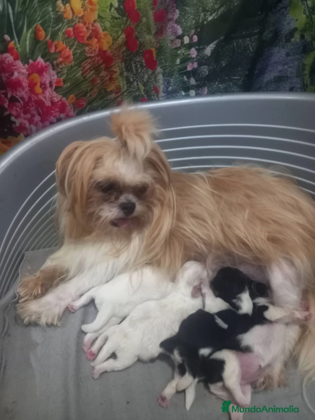Shih Tzu perros en venta: Shihtzu en Curtis la Coruña  - Anuncio 2
