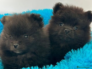 Pomerania perros - Anuncio 29