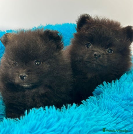 Pomerania perros - Anuncio 4