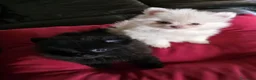 Pomerania perros en venta: Cachorrita de Pomerania  - Anuncio 2