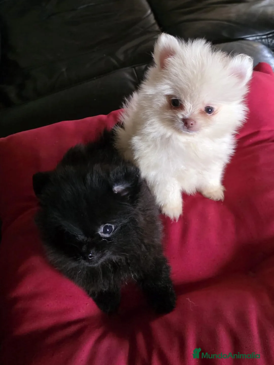 Pomerania perros en venta: Cachorrita de Pomerania  - Anuncio 2