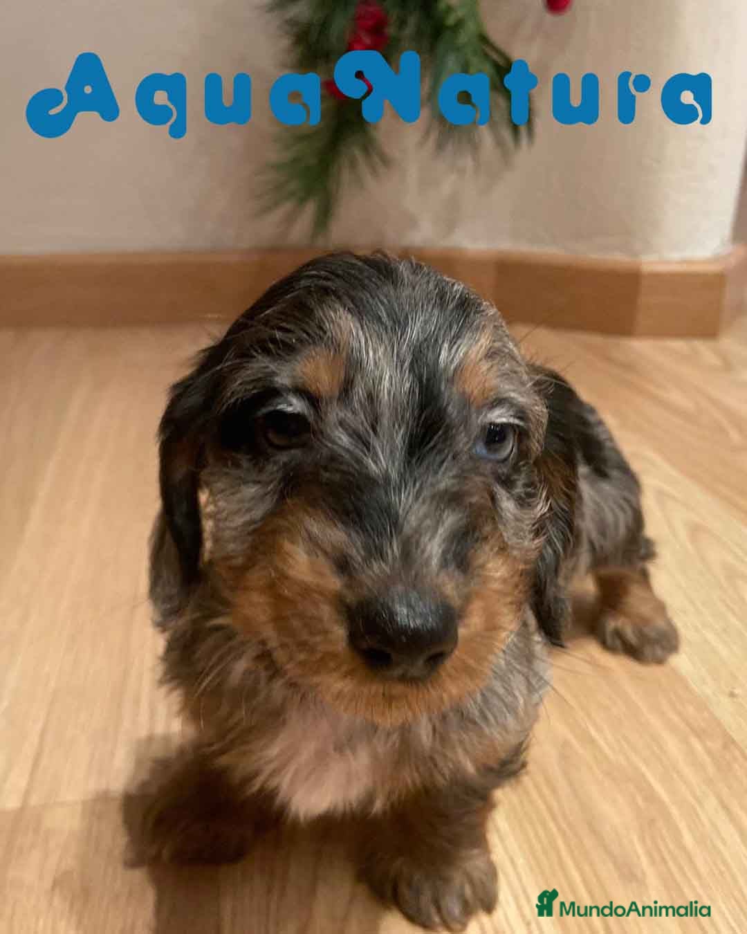 Teckel Miniatura perros Teckel Macho Pelo Largo 2000 AQUANATURA - Anuncio 2