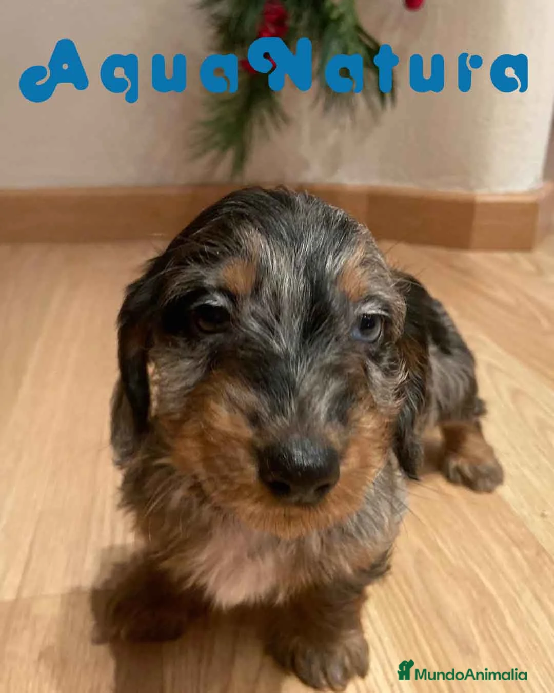 Teckel Miniatura perros en venta: Teckel Macho Pelo Largo 2000 AQUANATURA - Anuncio 2