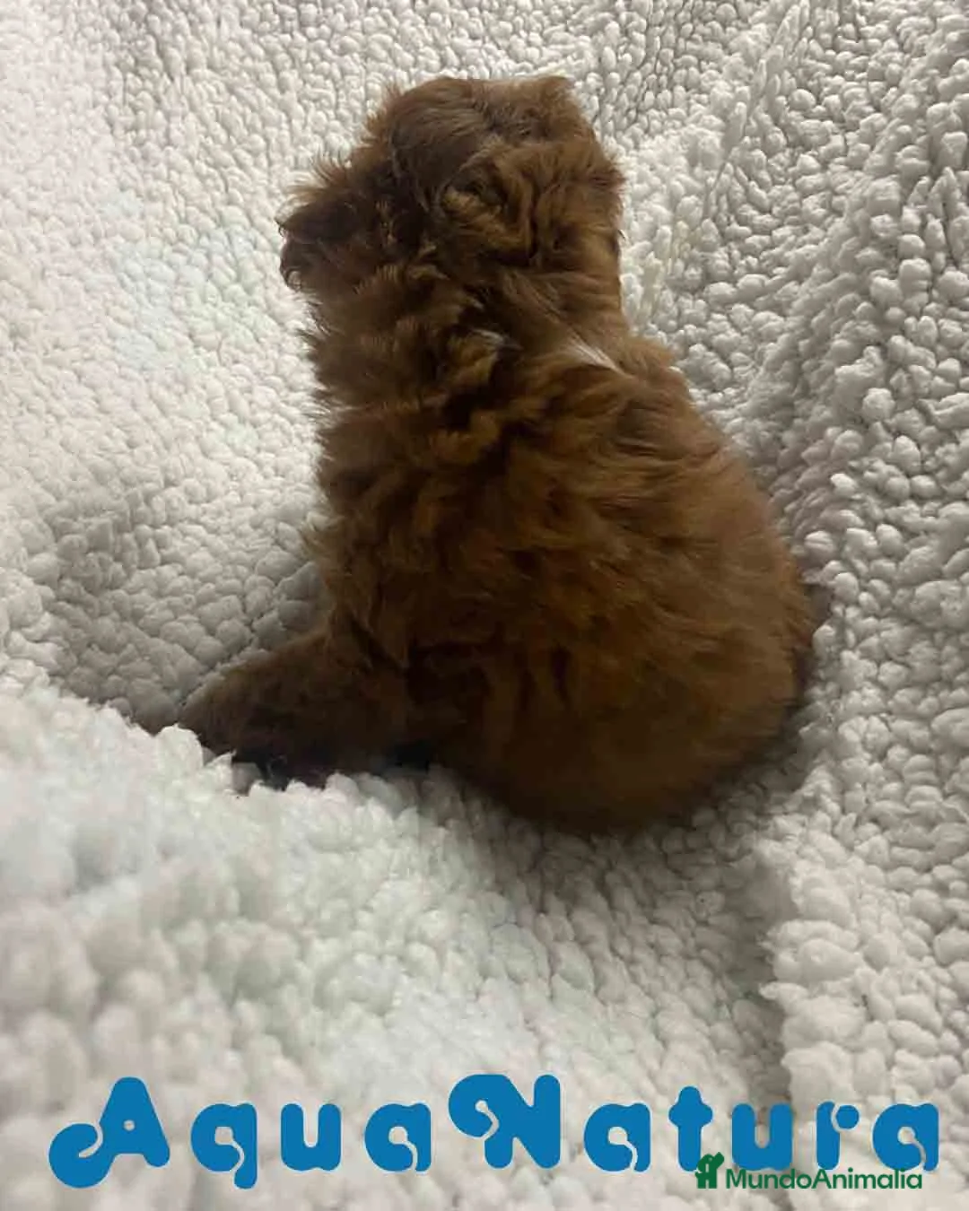 Havapoo perros en venta:  Havapoo Hembra 1 de Haya y Can AQUANATURA - Anuncio 5