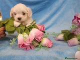 Bichón Maltés Cachorro 1