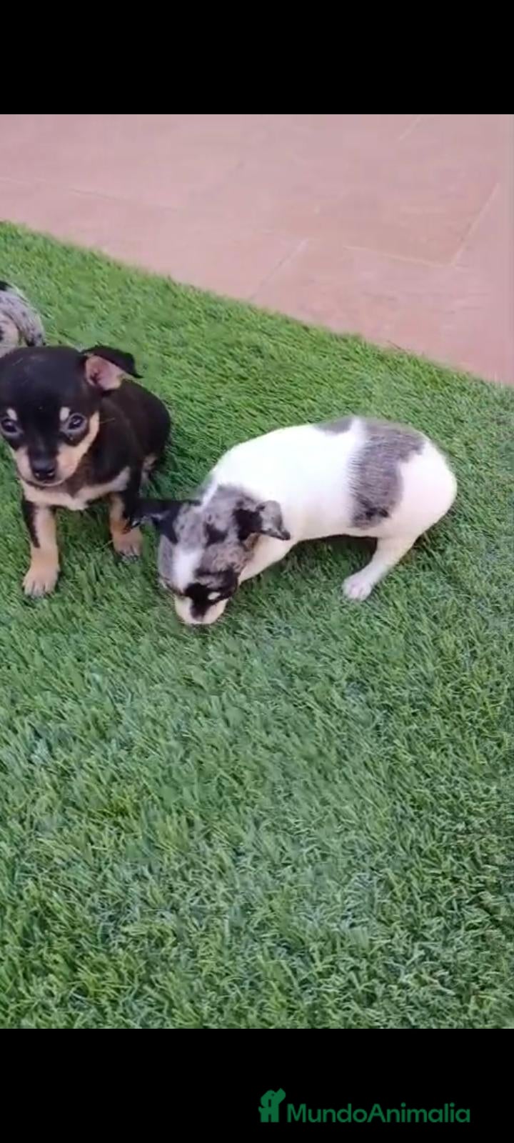 Chihuahua perros Camada Luna Chihuahua  - Anuncio 2