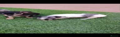 Chihuahua 5