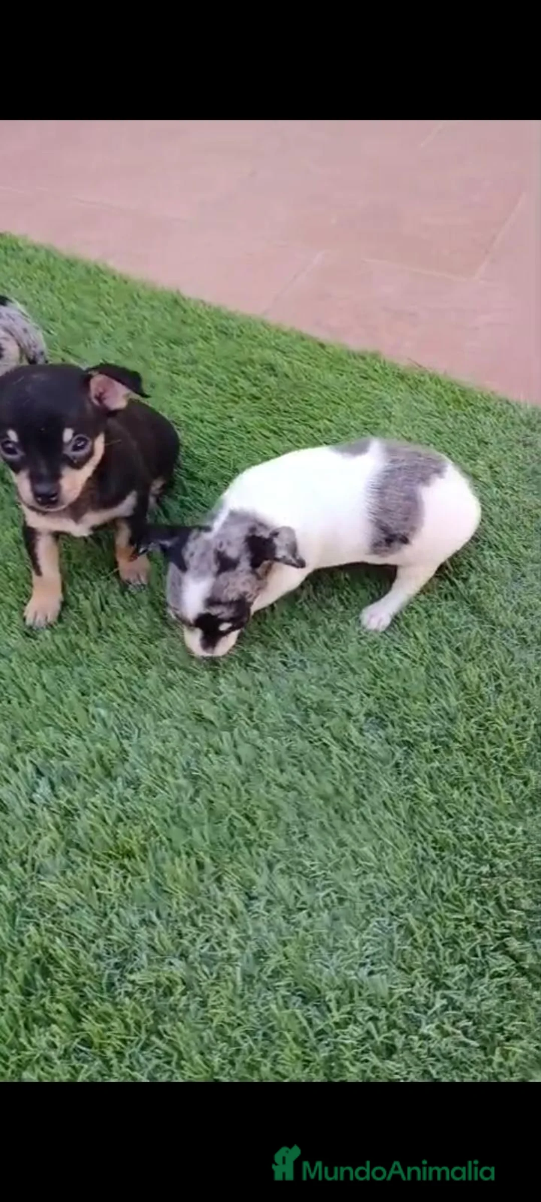 Chihuahua perros en venta: Camada Luna Chihuahua  - Anuncio 2