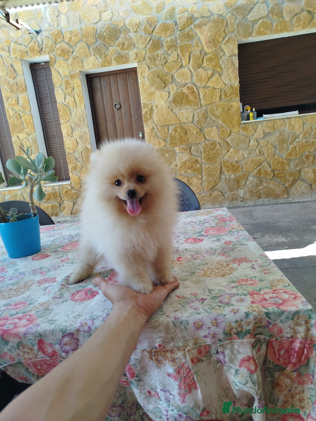 Pomerania perros en venta: Pomerania  - Imagen 3