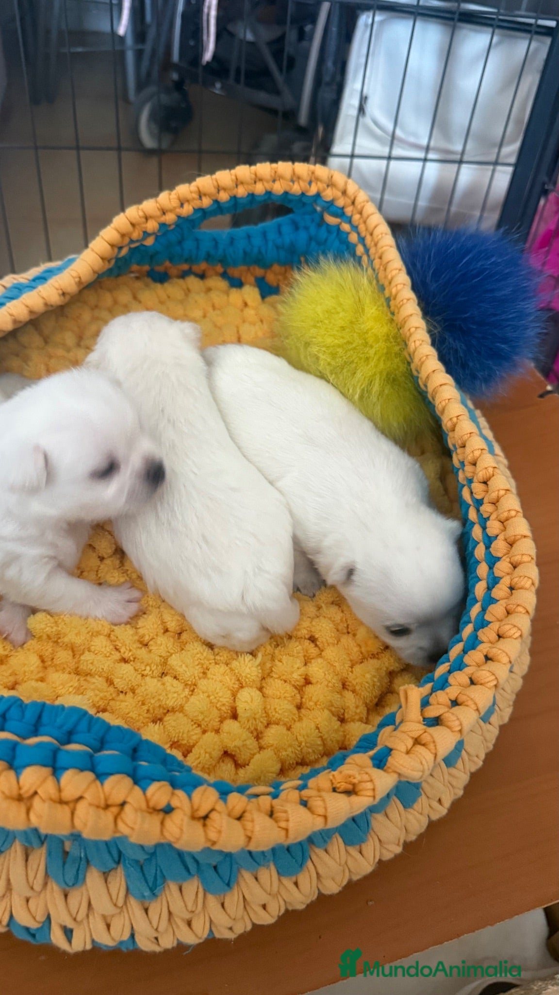 Pomchi perros Pomchi espectaculares y únicos  - Anuncio 2