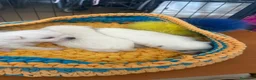 Pomchi perros en venta: Pomchi espectaculares y únicos  - Anuncio 1
