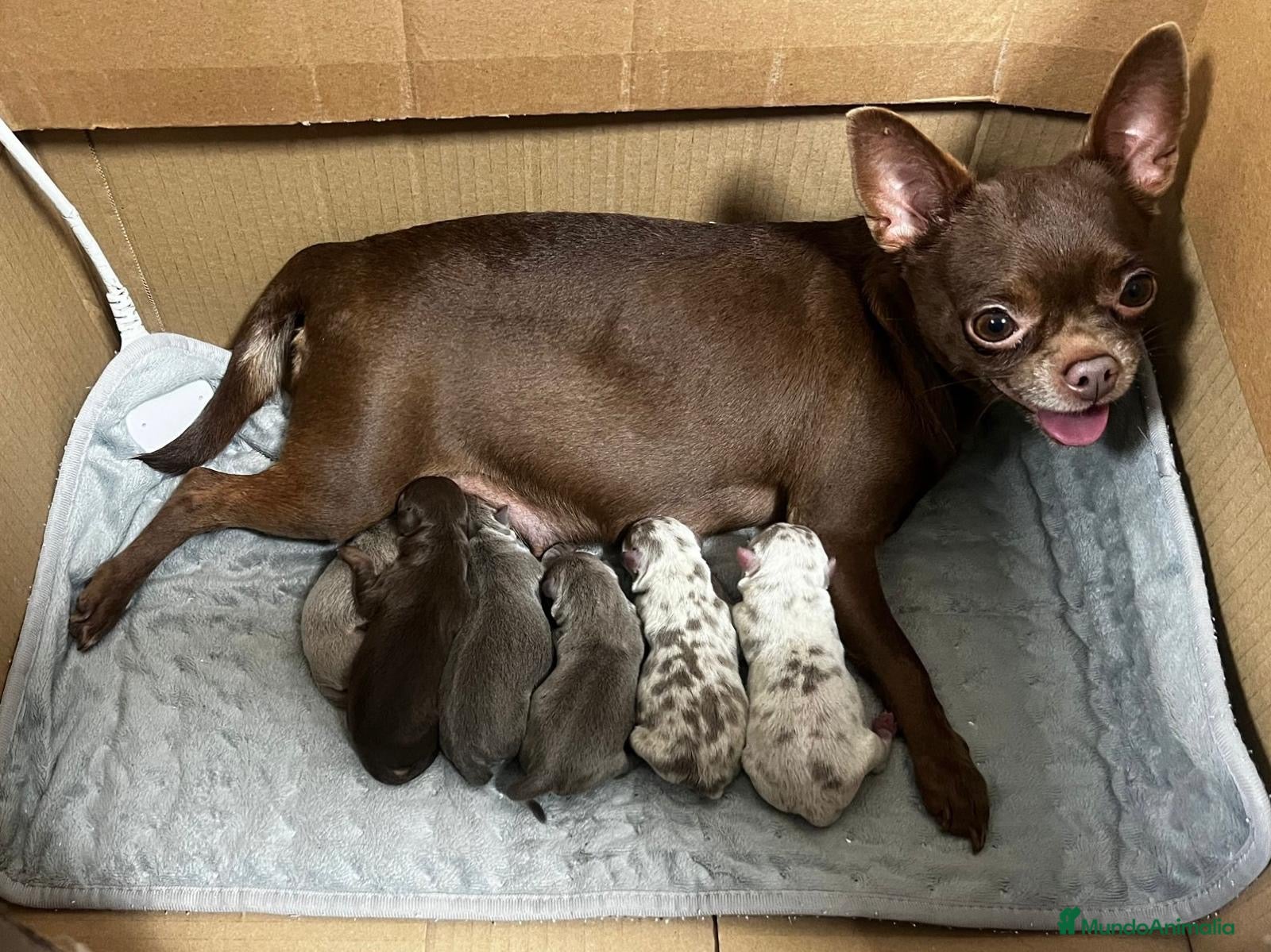 Chihuahua perros CHIHUAHUA-COLORES EXÓTICOS DISPONIBLES  - Anuncio 2