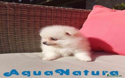 Pomerania perros en venta:  Pomerania Macho de Grana y Pompom AQUANATURA - Imagen 2