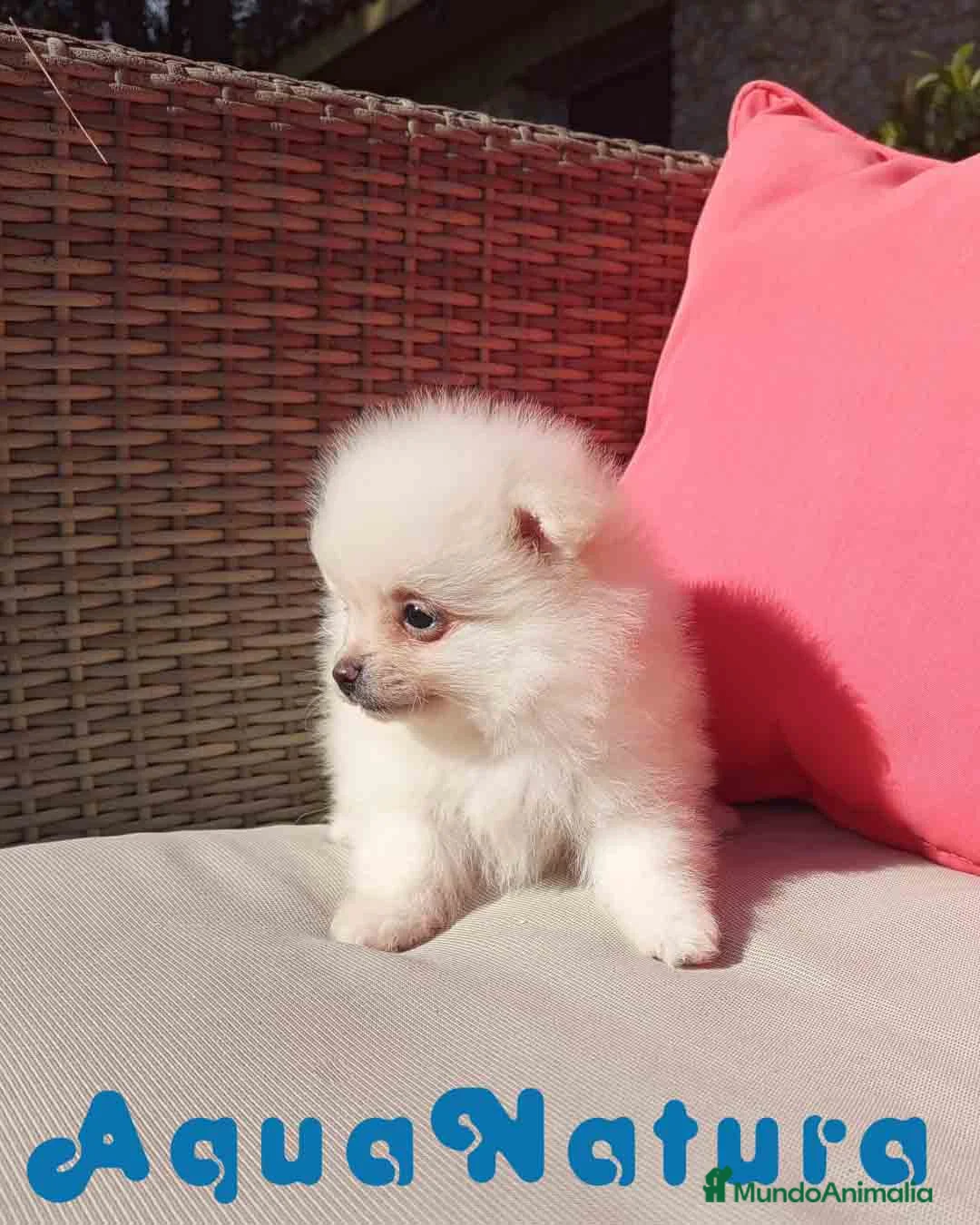 Pomerania perros en venta:  Pomerania Macho de Grana y Pompom AQUANATURA - Anuncio 2